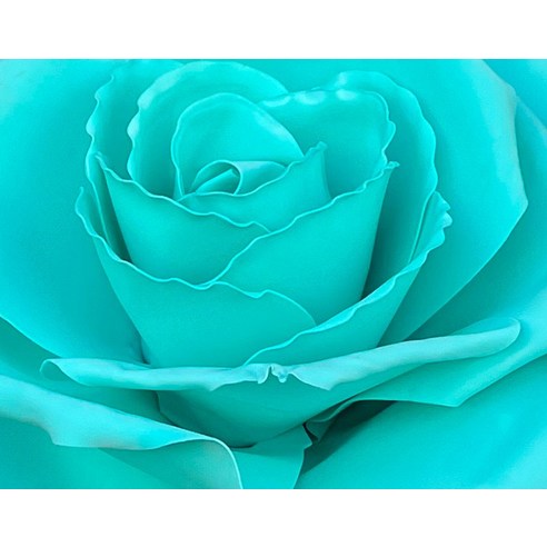 아스파시아 로즈 자이언트 꽃다발: 특별한 날을 위한 싱그러운 선물