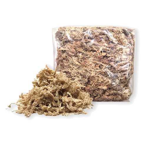 식물 집사들의 흔한 고민, ‘수태 이끼’ 어떤 걸 골라야 할까요? (가든잇 깨끗한 수태 이끼 솔직 후기) 수태