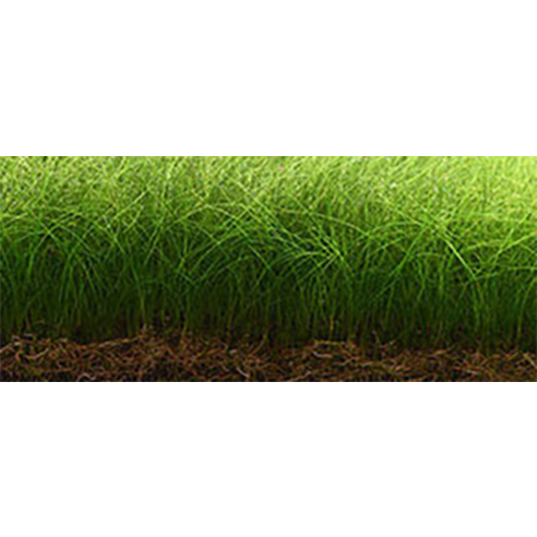 아쿠아리오 네오 컴팩트 소일 플랜츠로 손쉽게 나만의 아름다운 수초 어항을 완성하세요.