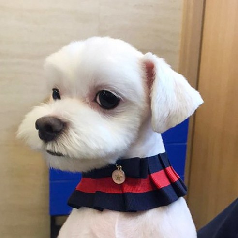 피카노리 반려동물 플러피 케이프 S PECA6702NS, 네이비, 1개