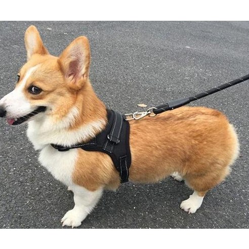 든든한 동반자를 위한 완벽한 선택, 퍼플펫 중대형견 하네스