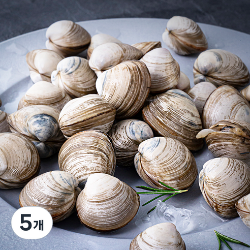 단디프레시 직접 손으로 채취한 서해안 갯벌 동죽조개, 1kg, 5개