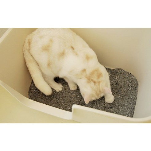 고양이의 편안함을 위한 최적의 선택