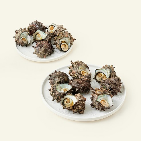 싱싱한 뿔소라, 집에서 즐기는 남해 바다의 맛! (뿔소라 선택 고민 종결) 뿔소라