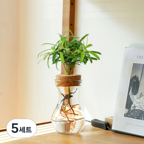메이크정글 공기정화 수경재배 식물 나한송 글래시 No 9 DIY 세트, 혼합색상, 5세트