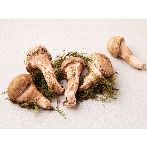 건강하고 맛있는 국내산 친환경 참송이버섯