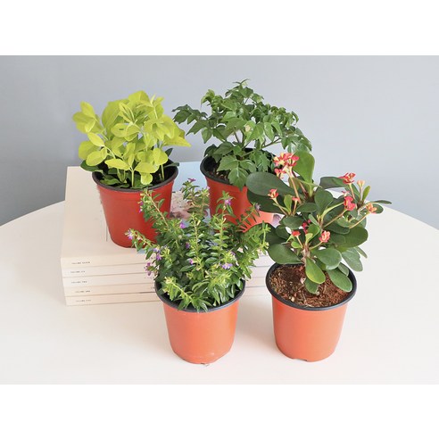 쾌적한 공간과 아름다운 분위기를 선사하는 모리앤 사계절 공기정화 포트식물 세트