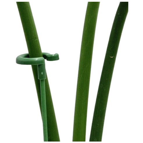 오링 식물 지지대로 식물 키우기 자신감 UP!