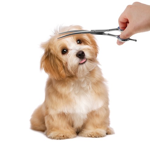 비스트로 전연령 고양이 사료, 8kg, 1개 반려동물용품 코멧 펫 커브 미용가위 18cm, 1개