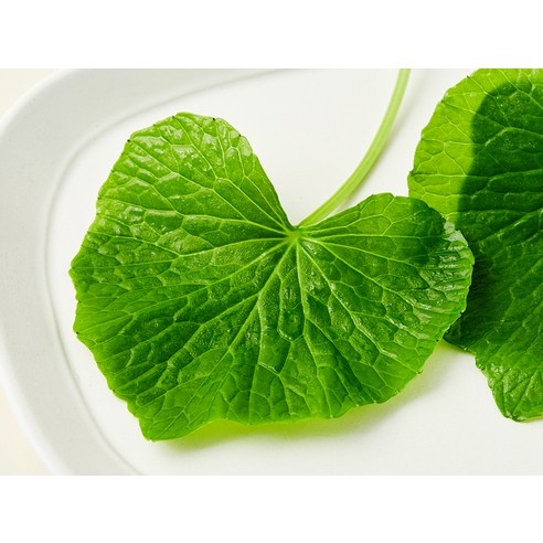 미식가를 사로잡는 특별한 향, 프리미엄 철원 와사비잎