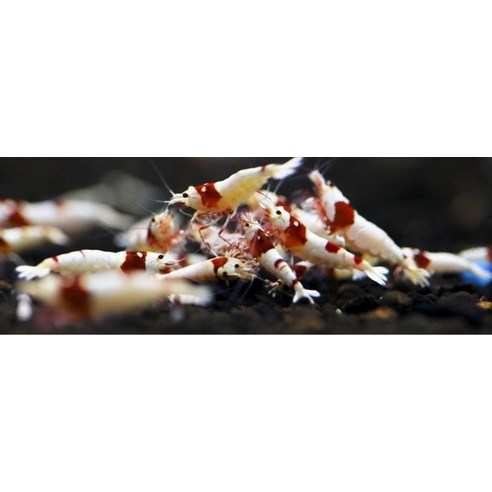 마귀소일 하나로 어항 속 작은 정원을 완성하세요