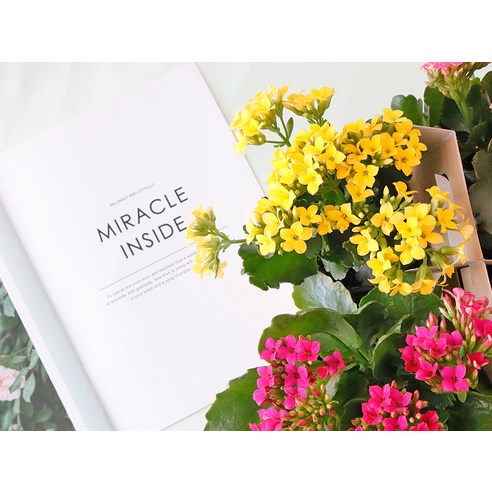 화사한 홈 가드닝의 새로운 경험