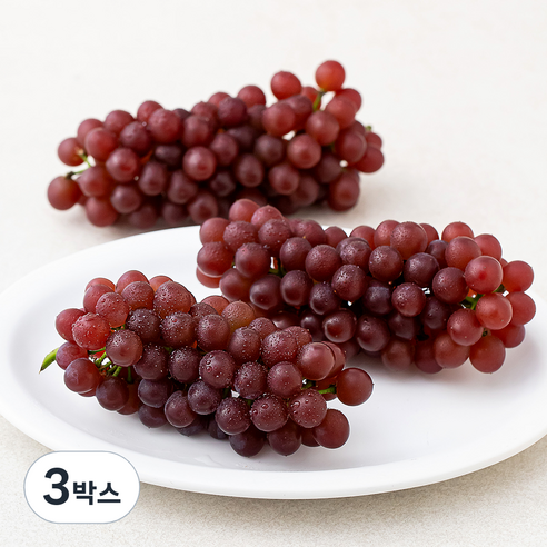 아주마 GAP 인증 델라웨어 포도, 800g(3~5수), 3박스