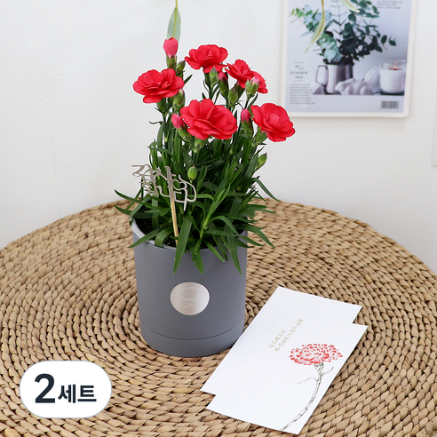 블뤼엔 생화 향카네이션 화분 메세지픽 + 카드 + 돈봉투, 레드(카네이션), 2세트