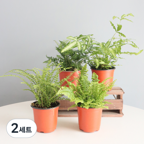 모리앤 고사리과 포트식물 4종 세트, 혼합색상, 2세트