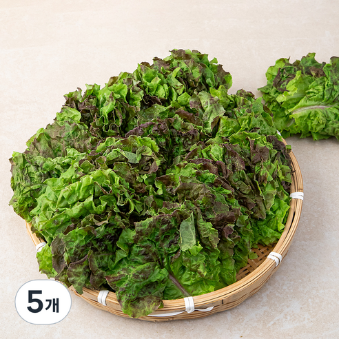적상추 국내산, 1kg, 5개
