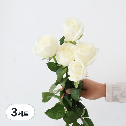 모리앤 생화 장미단 5대, 크림화이트, 3세트
