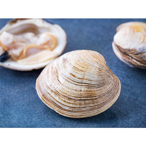 싱그러운 바다를 식탁으로, 생물 백합조개의 특별한 매력