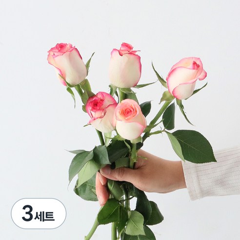 모리앤 생화 장미단 5대, 핑크밍크, 3세트