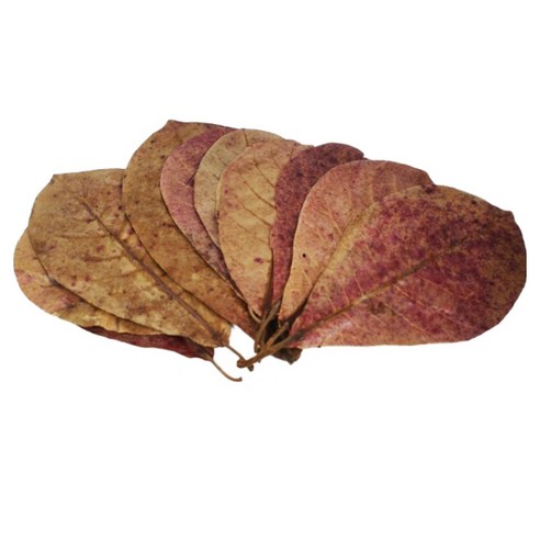 모비딕 알몬드 잎으로 당신의 수조에 자연을 선물하세요.