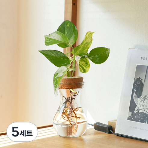 메이크정글 공기정화 수경재배 식물 스킨답서스 글래시 No 9 DIY 세트, 혼합색상, 5세트