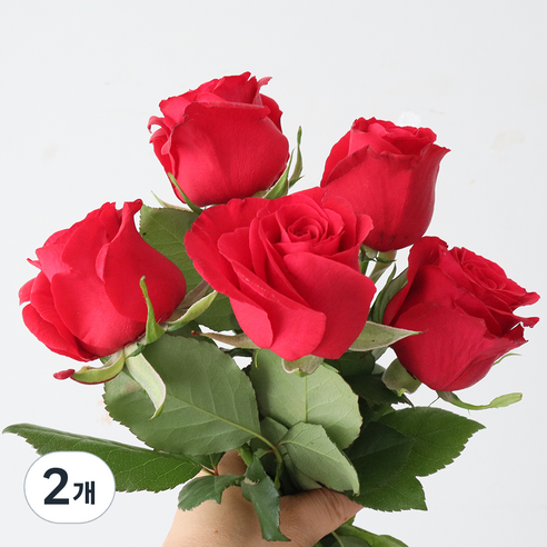 모리앤 장미 생화단 5대, 파이어리 레드, 2개
