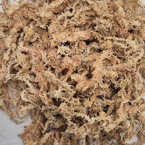 가든잇 깨끗한 수태 이끼, 몬스테라 뿌리 활착을 위한 최고의 선택!