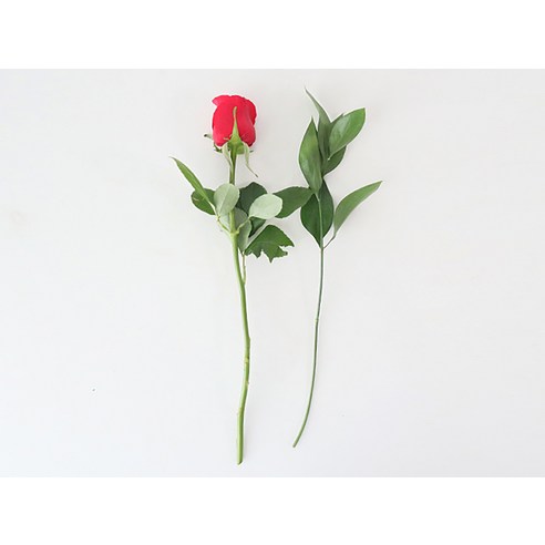 로맨틱한 선물과 아름다운 인테리어를 위한 모리앤의 생화 부담없는 1송이 꽃다발