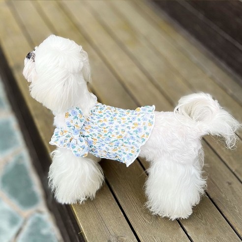 伴侶  寵物用品  小狗  貓  聯合使用  服裝  狗  狗  狗  狗
