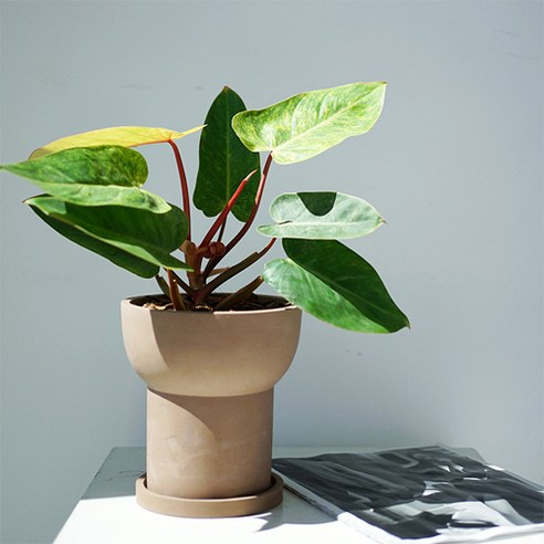 園藝 園藝 用品 園藝 花盆 園藝 花盆 花盆 花盆