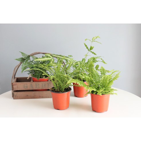 고사리 하나로 완성하는 싱그러운 홈 가드닝