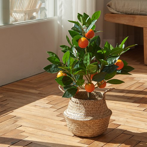 아스파시아 조화 귤 나무 + 해초 바구니 세트 소형, 혼합색상, 1세트