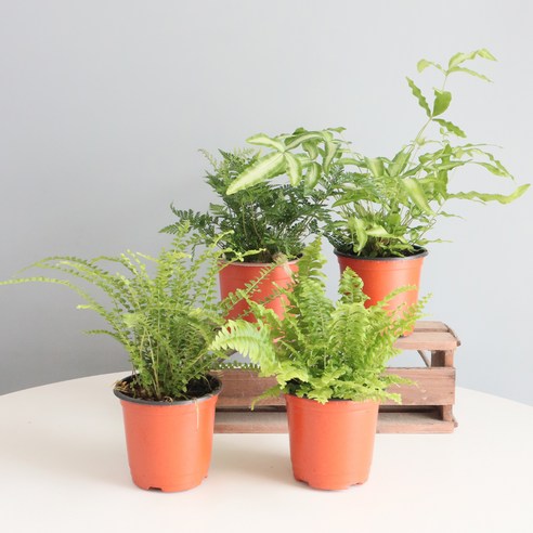 삭막한 내 방에 생기를! 고사리 하나로 완성하는 싱그러운 홈 가드닝 고사리식물