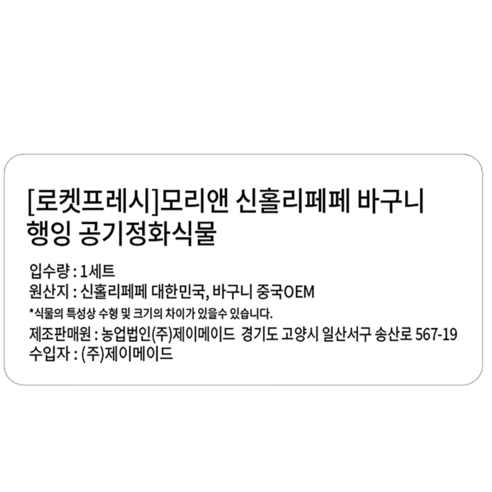 모리앤 신홀리페페: 가정에 활기와 안식을 더하는 공기정화식물