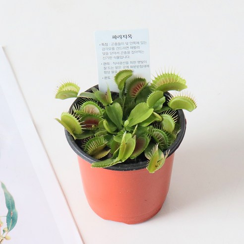 🦟 여름철 불청객, 모기와의 전쟁! 파리지옥으로 종결?! 🚫 파리지옥