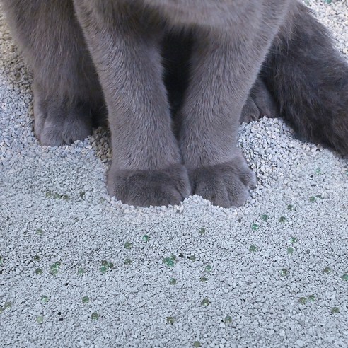 바이랩 고양이 캡슐 벤토나이트, 6.3kg, 3개, 피톤치드향