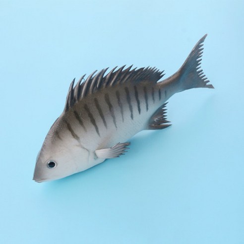 소니오 물고기 장식 인테리어 소품 물고기 모형, TYPE 09