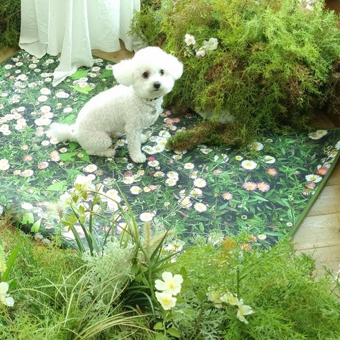 반려동물과 함께하는 깨끗하고 행복한 공간