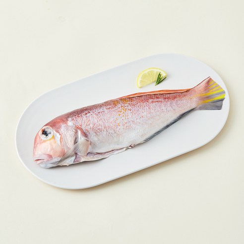제주어가 생물 손질 옥돔 (냉장), 300g(대), 1개