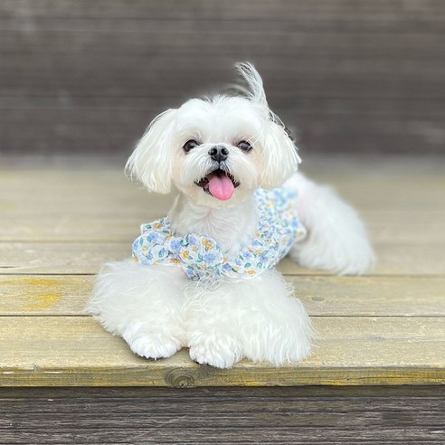 伴侶  寵物用品  小狗  貓  聯合使用  服裝  狗  狗  狗  狗