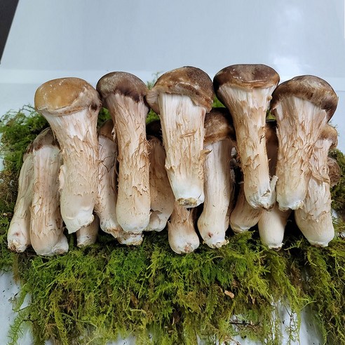 깊어가는 가을, 다울농장 참송이버섯으로 풍요로운 식탁을!