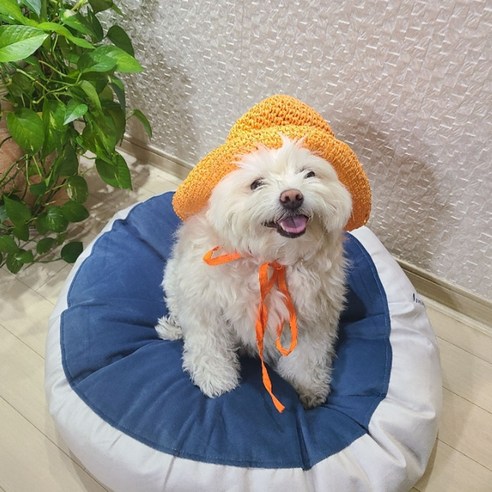 소하임 포그니 방석, 댕댕이와 냥이를 위한 포근하고 안전한 안식처!