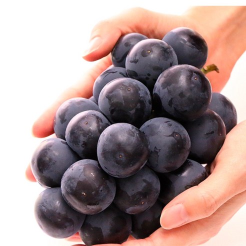 희귀한 오로라 블랙 포도 묘목으로 당신의 정원을 특별하게