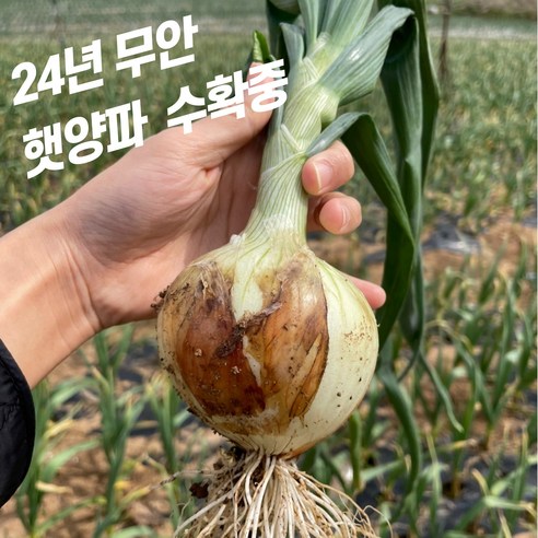 신선하고 아삭한 23년 무안 햇양파, 황토양파 5kg [중/대 요리용], 1개