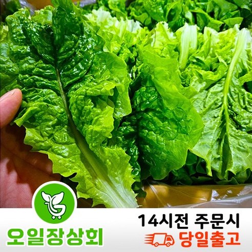 ( 오 일 장 상회 ) 국내산 청상추 1kg 2kg, 1개, 2kg내외