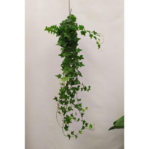 보거스플라워 명품아이비 키우기 쉬운 공기정화식물 넝쿨아이비 행잉플랜트 식물 아이비 식물, 1개, 아이비 (80cm)