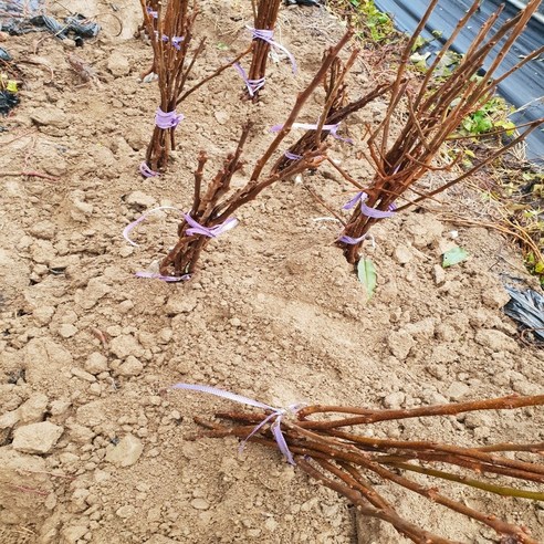 태추단감 묘목으로 풍요로운 가을을!