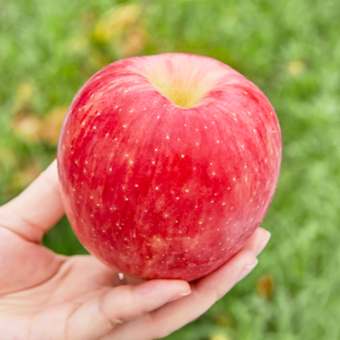햇사과, 맛과 가격 모두 잡은 절호의 찬스!