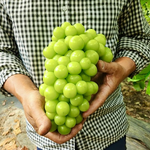 (산지직송) 당도선별 샤인머스켓 2kg 4kg 프리미엄 고당도 추석선물세트 [원산지:국산(충청남도 보령시)]