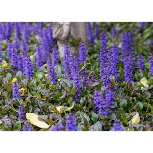 정원 초보도 금손 등극? 애기아주가로 완성하는 꿈결 같은 정원! 아주가꽃